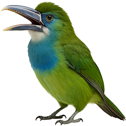 Blue-banded Toucanet